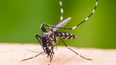 এডিস মশার বিস্তার জানাবে ঢাবির ‘স্মার্ট ফাঁদ’